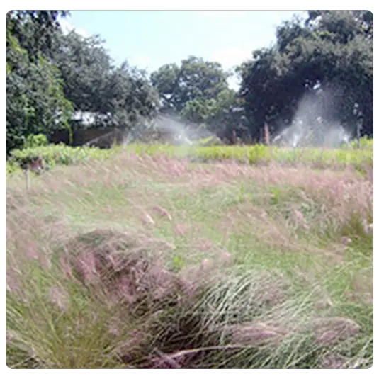Supplier for Florida Native Plants & Grasses Certified by Florida Department of Agriculture.